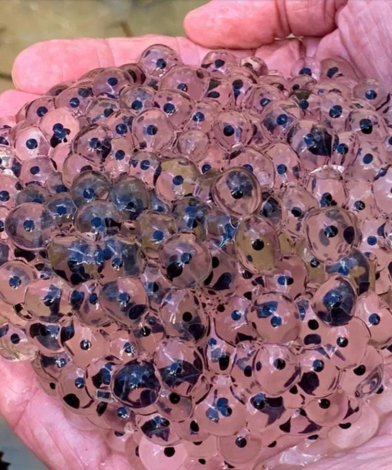 Farmer discovers strange eggs in his field – experts offer surprising explanation