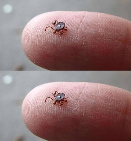 If You Notice This Insect, Take These Steps A Backyard Encounter