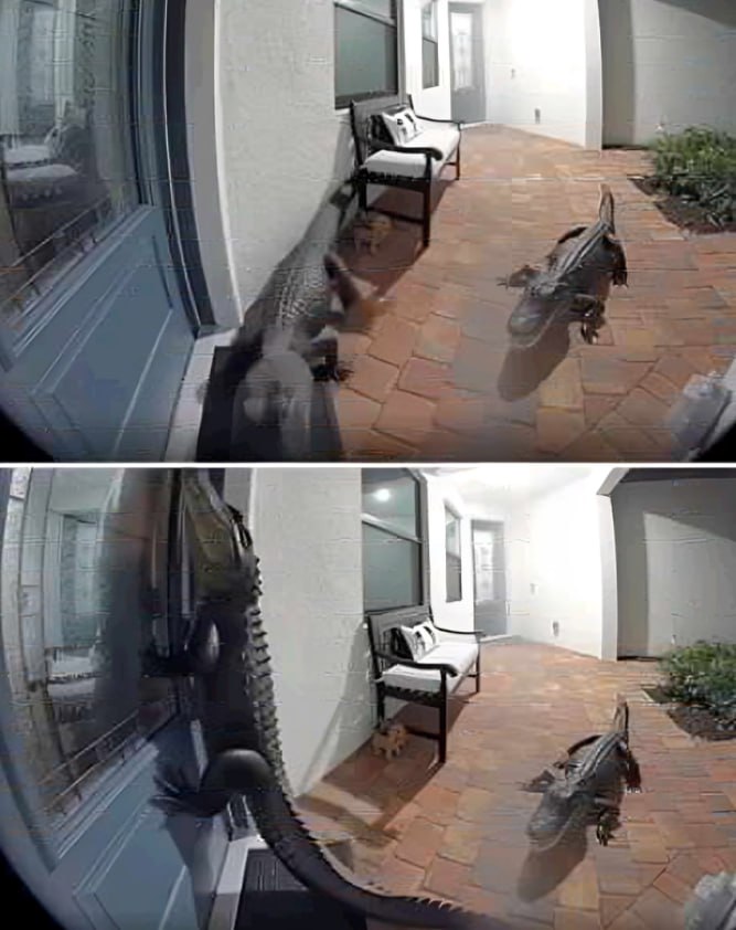 Florida Family Stunned as Two Alligators Knock on Their Door — One Even Stands Like a Human…